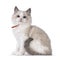 Ragdoll cat kitten on white background