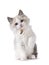 Ragdoll cat kitten on white background