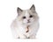 Ragdoll cat kitten on white background