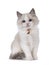 Ragdoll cat kitten on white background