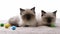 Ragdoll cat kittens at home