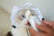 Ragdoll cat in maid`s dress licking Nutritive cream, blue eyes