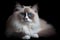 Ragdoll cat - Originated in the United States (Generative AI)