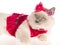 Ragdoll cat with pink frilly dress