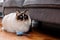 Ragdoll cat playing with a blue knitted mouse toy