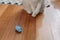 Ragdoll cat playing with a blue knitted mouse toy