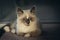 Ragdoll cat posing for corporate shot and looking straight into camera