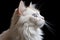Ragdoll Cat Profile Portrait Isolated