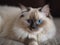 The Ragdoll Cat\\\'s Relaxation on a Rug