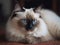 The Ragdoll Cat\\\'s Relaxation on a Rug