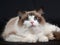 Ragdoll cat seal bicolor on black velvet