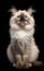 Ragdoll Cat sitting and looking at the camera in front isolated of black background
