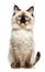 Ragdoll Cat sitting and looking at the camera in front isolated of white background