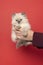Ragdoll cat, small cute kitten, held in hands, portrait on red background. Pedigree pet