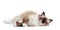 Ragdoll cat, small kitten portrait on white background