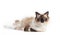 Ragdoll cat, small kitten portrait on white background