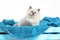 Ragdoll cat small kitten portrait. White background