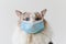 Ragdoll cat wear blue face mask