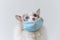 Ragdoll cat wear blue face mask