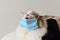 Ragdoll cat wear blue face mask