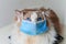 Ragdoll cat wear face mask