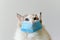 Ragdoll cat wear face mask