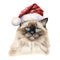 Ragdoll Cat Wearing a Santa Hat