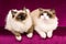 Ragdoll cats on burgundy background