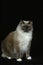 Ragdoll Domestic Cat, Adult against Black Background