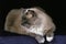 Ragdoll Domestic Cat, Adult against Black Background