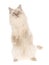 Ragdoll on hind legs, on white background