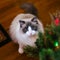 Ragdoll Kitten With Beautiful Blue Eyes Near Christmas Tree