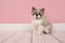 Ragdoll kitten with blue eyes sitting looking at the camera on a pink living room setting