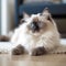 ragdoll kitten close up posing on a white rug in a sitting room