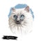 Ragdoll kitten digital art illustration. Domesticated catty with long fur and blue eyes. Watercolor portrait of catty