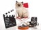 Ragdoll kitten on director chair with movie props