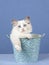 Ragdoll kitten inside blue bucket