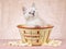 Ragdoll kitten inside popcorn bowl