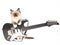 Ragdoll kitten with mini electric guitar