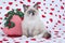 Ragdoll kitten sitting on heart print fabric