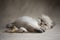 Ragdoll Kitten with toy