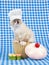 Ragdoll kitten wearing chef outfit