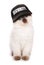 Ragdoll kitten wearing security baseball hat