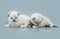 Ragdoll kittens isolated on light blue background