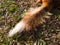 Ragged dog tail lies on ground in soft light