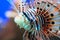 Ragged-fin lionfish