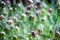 Ragged lady plant closeup background natural medicine