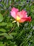Ragged Pink Rose