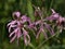 Ragged Robin