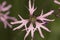 Ragged Robin, Echte koekoeksbloem, Lychnis flos-cuculi